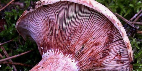 Crveni đumbir: kako kiseliti, fotografija i opis